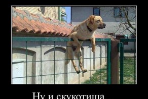 Подборка демотиваторов, которые поднимут вам настроение!