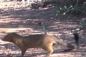 Поединок мангуста и черной мамбы