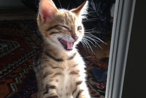 Смешная фотогалерея