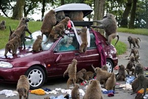 Фотоприкол фото