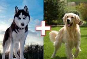 10 гибридов собак, полученных в результате сумасшедших скрещиваний