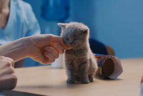 Самая милая реклама печенья