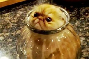 Бесплатный фотоприкол