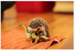 Смешной фотоприкол