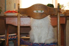 25 котов, которые думают, что они хорошо спрятались