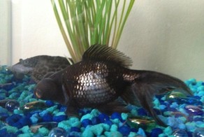 Фотоприкол дня