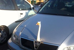 Новый фотоприкол