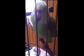 Как ведет себя попугай, после того, как в доме появился малыш