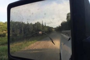   Мужчина встретил канадскую казарку и показал ей дорогу до озера