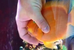 А ваша рыбка любит, когда вы ее чешете? 