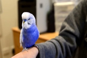 Попугай имитирует дроида R2D2 из "Звездных войн"