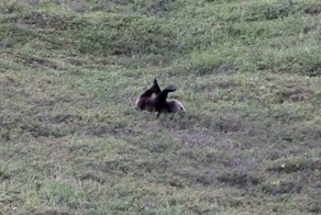 Туристы на Аляске сняли катающегося с холма медведя
