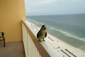 Бесплатный фотоприкол