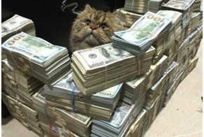 «Это я»: 40 животных, в которых легко можно узнать себя