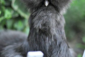 Фотоприкол