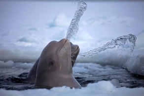 Смешные рисунки