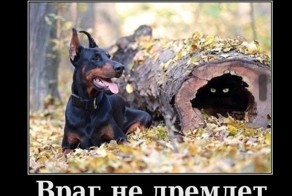 Подборка демотиваторов, которые поднимут вам настроение!