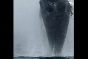 Горбатый кит показался перед туристами во всей красе