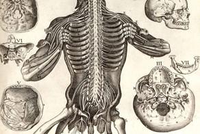 6 фактов о позвоночнике
