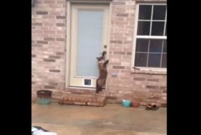 Кот проигнорировал дверь и вошёл в дом, как человек