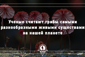 10 фактов о грибах