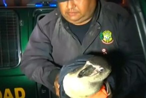 Сколько перуанских полицейских нужно, чтобы поймать пингвина?