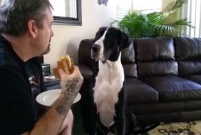 Хозяин отказался делиться бутербродом с собакой. Реакция питомца не заставила себя ждать