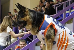 История одной очень Гордой собаки в картинках