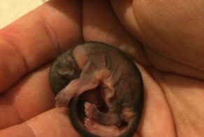 Парень решил спасти этого малыша, даже не зная, как за ним ухаживать 