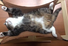 Кот Мару постигает Дзен в гамаке