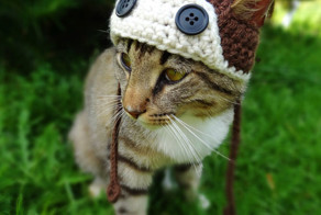 Вязаные шляпки для животных