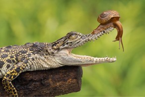 Такой бесстрашной улитки вы еще не видели!