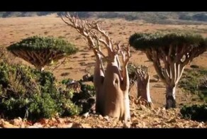 Остров Сокотра Йемен словно другая планета