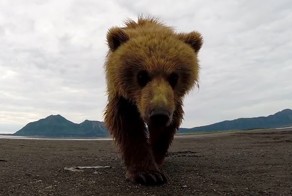 Мишка не любит, когда его снимают