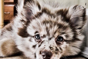 30 видов скрещённых пород собак, в которые вы влюбитесь