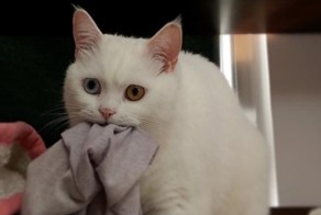 16 вопросов, которые все хозяева время от времени задают своим кошкам