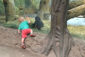 Мальчик играет в прятки с гориллой