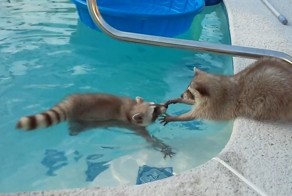 Крошка енот "спасает" друга