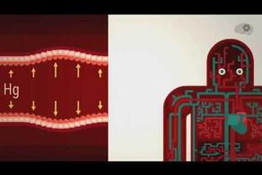  Как работает кровяное давление