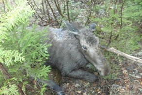 Спасение годовалого лося