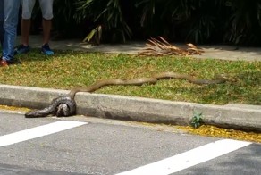 Cмертельная схватка кобры и питона