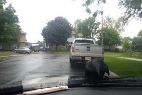 Ворона оседлала стеклоочиститель