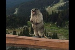 Как на самом деле кричит сурок