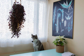 Собаки, которых оставили одних дома