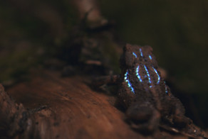 Проект «Bioluminescent Forest»: лес, который светится изнутри