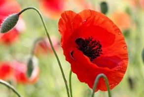 10 удивительных фактов, о которых вы, возможно, не знали