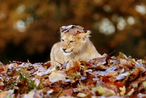 Вот как надо радоваться осени!