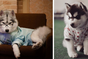 Хаски, знающие толк в моде