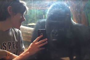 Горилла и мальчик вместе просматривают фотографии на смартфоне. Реакция гориллы умиляет!