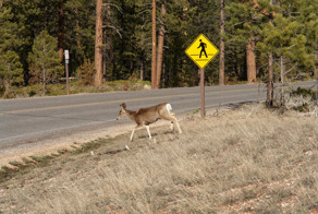 25 забавных знаков и табличек со всего мира